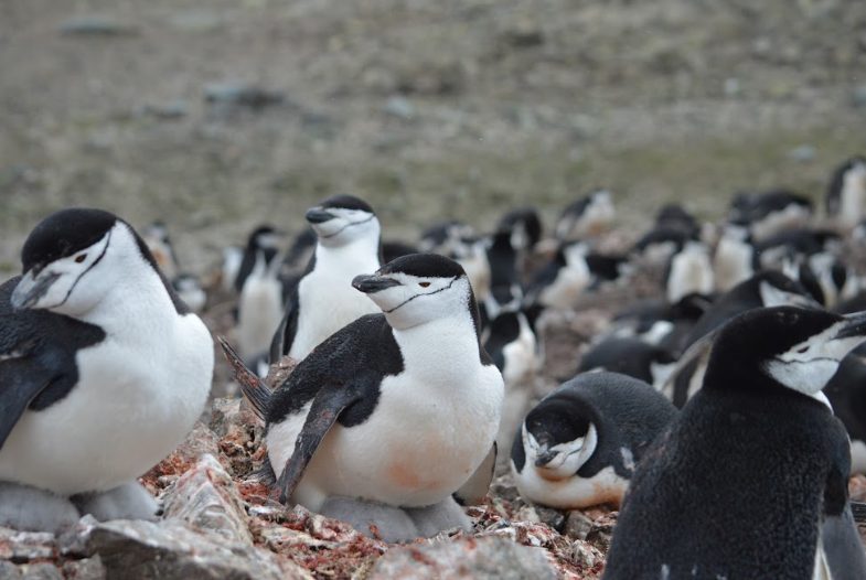 Según nuevo estudio liderado por investigadores del INACH | Los cambios ambientales y la falta de kril afectan la reproducción de los pingüinos barbijo