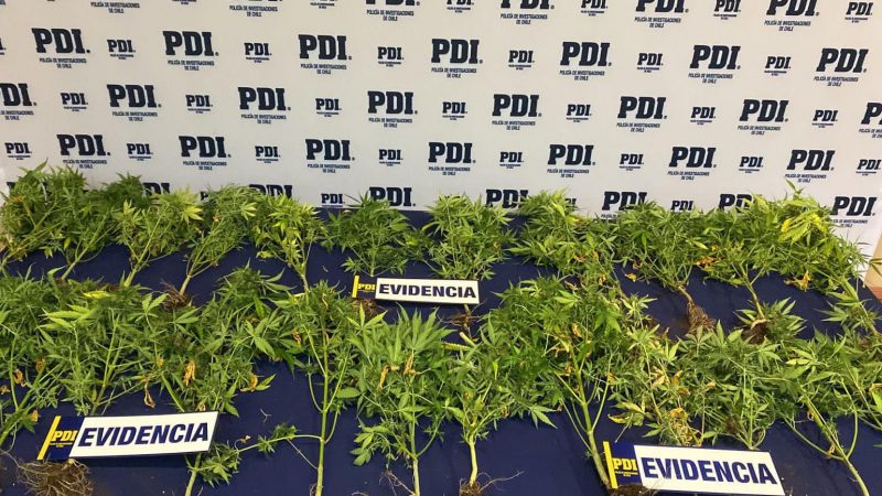 PDI incautó 27 plantas de Cannabis en dos viviendas de Punta Arenas