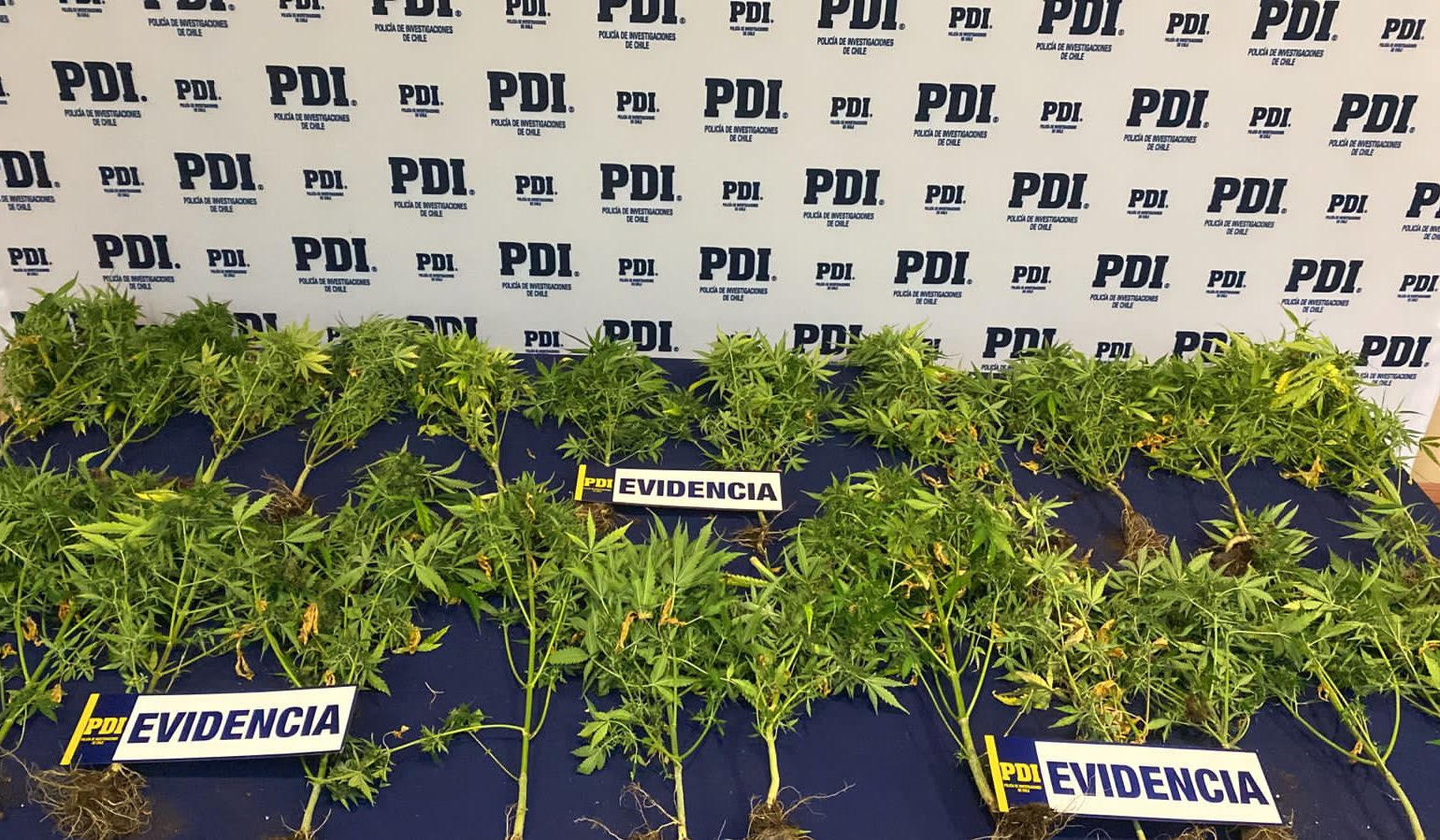 PDI incautó 27 plantas de Cannabis en dos viviendas de Punta Arenas