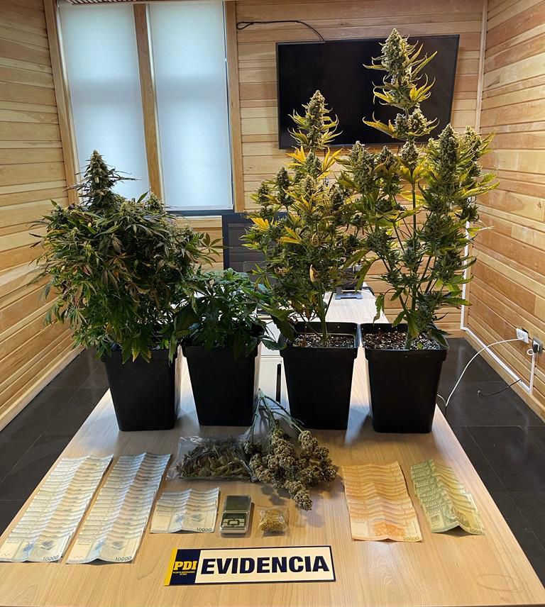 PDI reduce punto de microtráfico de Cannabis en Porvenir