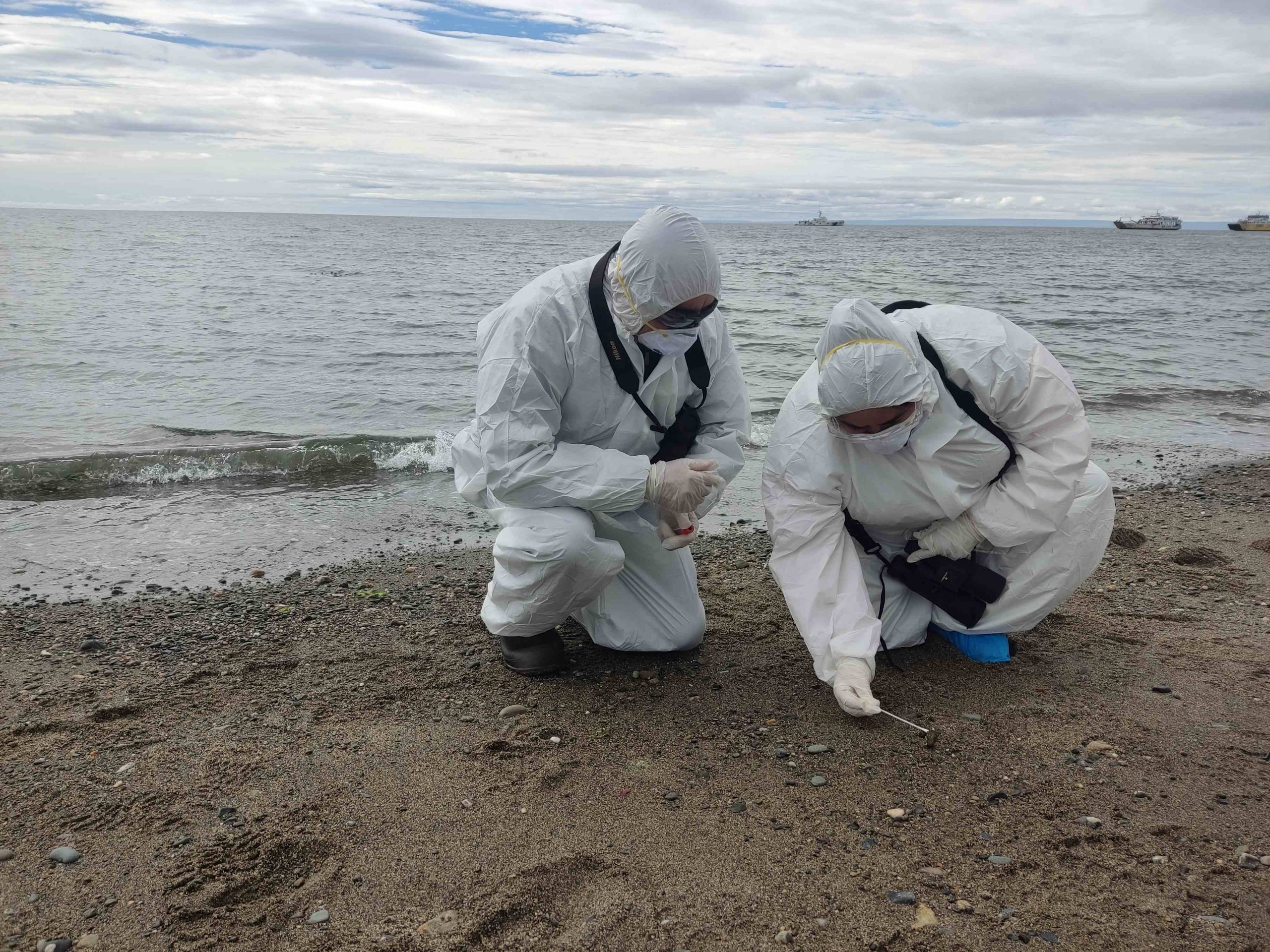 SAG confirma caso positivo a influenza aviar en aves silvestres de Tierra del Fuego