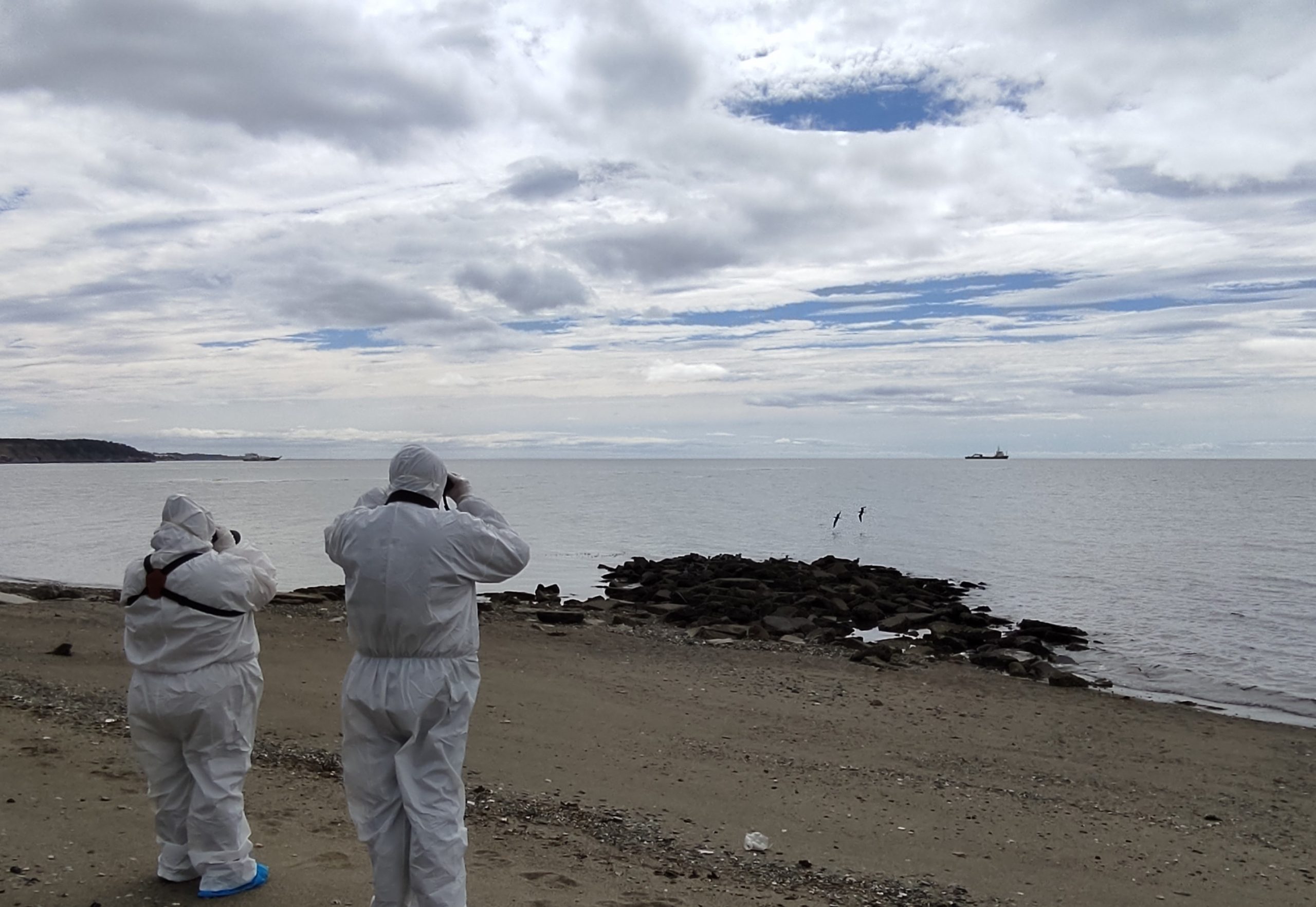 SAG Magallanes llama a la ciudadanía a colaborar en el control de la Influenza Aviar