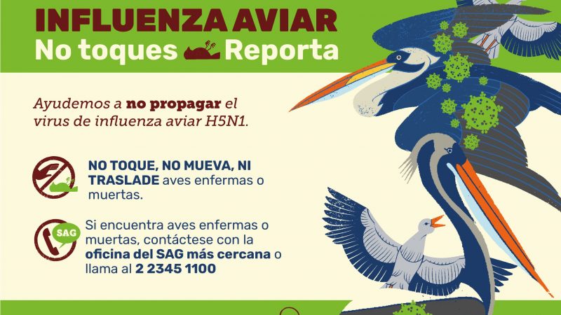 Se constituyó COGRID en Tierra del Fuego por detección de influenza aviar