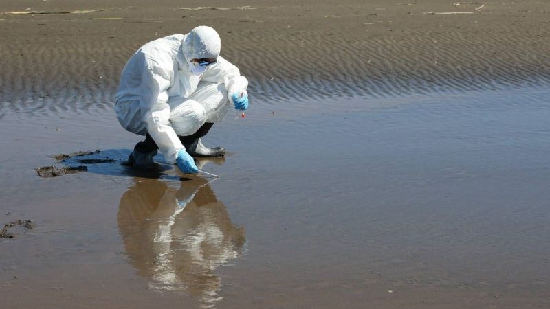 Influenza aviar: Conoce todo lo que debes saber sobre este virus que también puede afectar a mamíferos