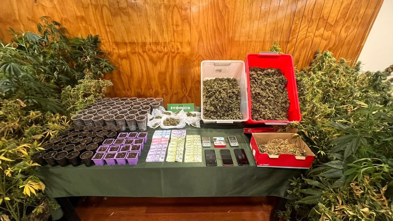 Dos detenidos por elaboración y tráfico de marihuana a menos de 20 metros de jardín infantil