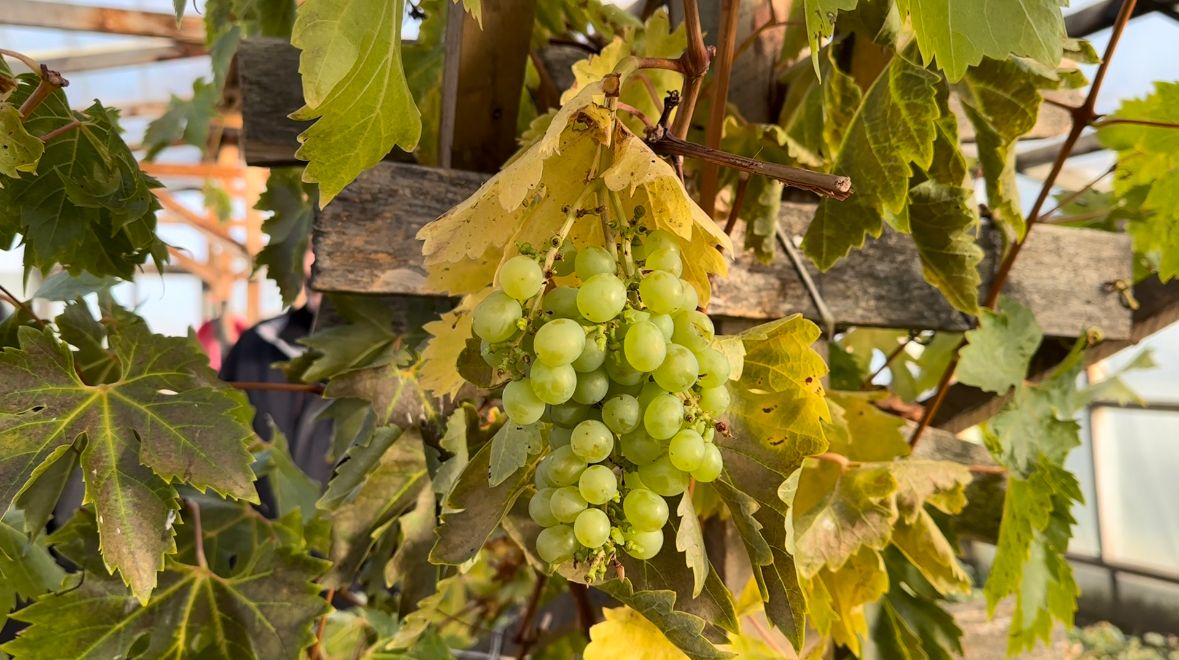 Produce verduras y tiene un pequeño parrón con uvas | Arreglo de pozo profundo devuelve esperanza a agricultora fueguina para cosechar hortalizas la próxima temporada