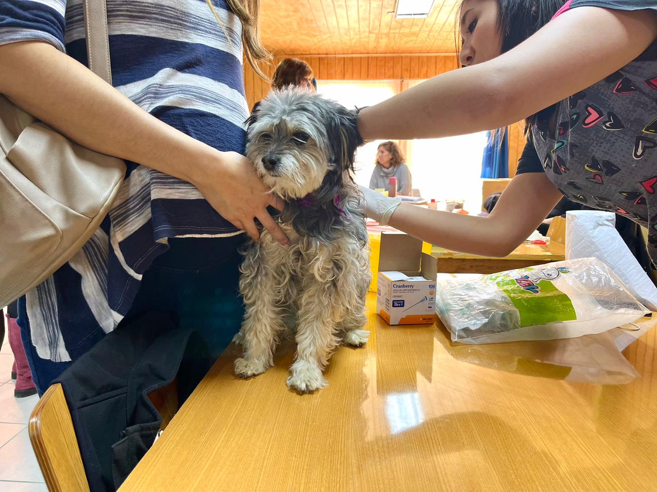 Con fondos Subdere realizan atención veterinaria a mascotas y animales de compañía en Puerto Natales