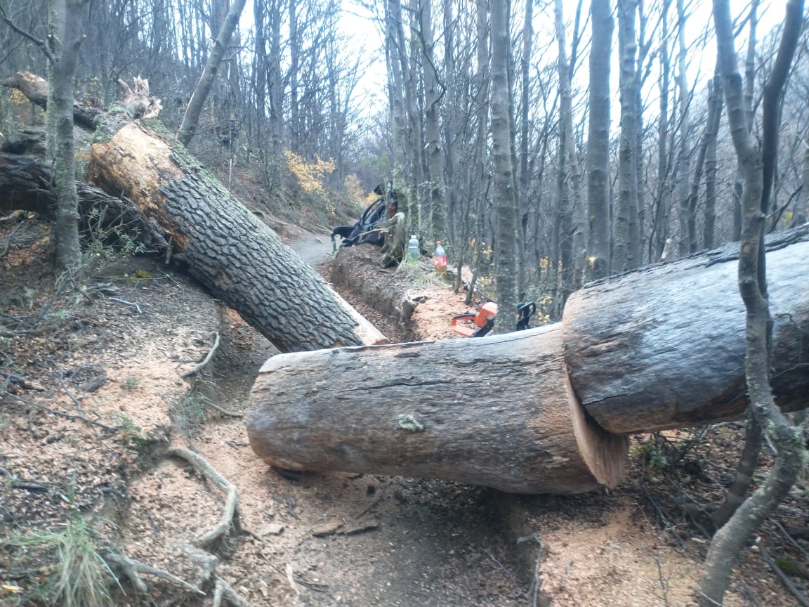 Guardaparques lograron despejar sendero de árbol caído por el viento en el Parque Nacional Torres del Paine