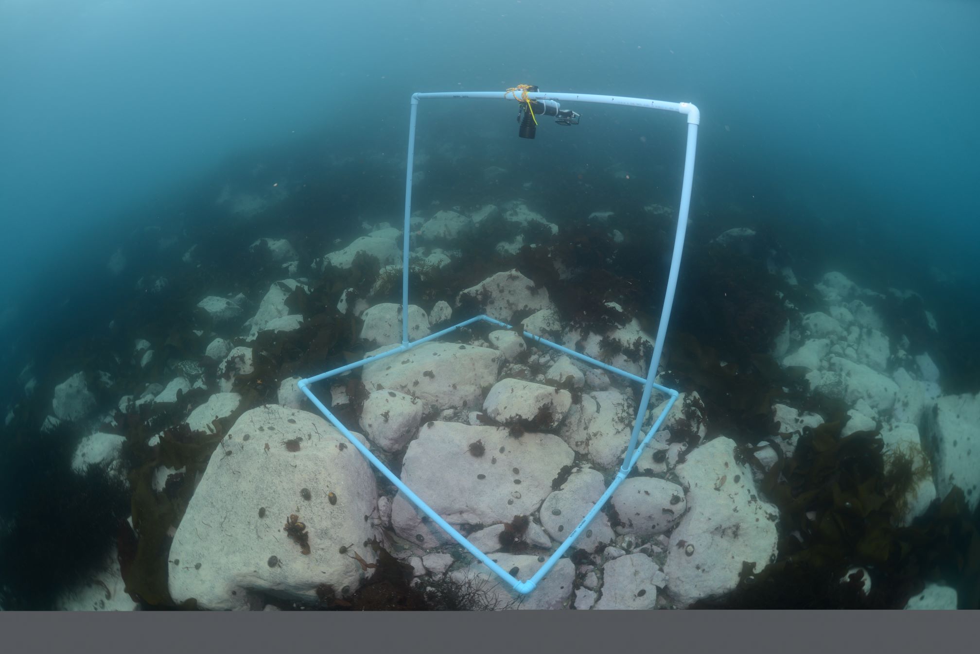 Nuevo estudio del Centro IDEAL explica posibles impactos del cambio climático en erizos de mar presentes en altas latitudes