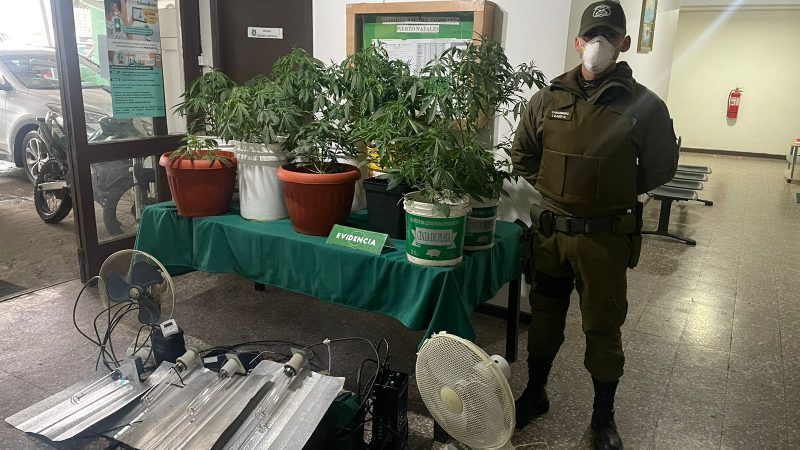 Un detenido por violencia intrafamiliar poseía un cultivo de marihuana en su domicilio en Puerto Natales