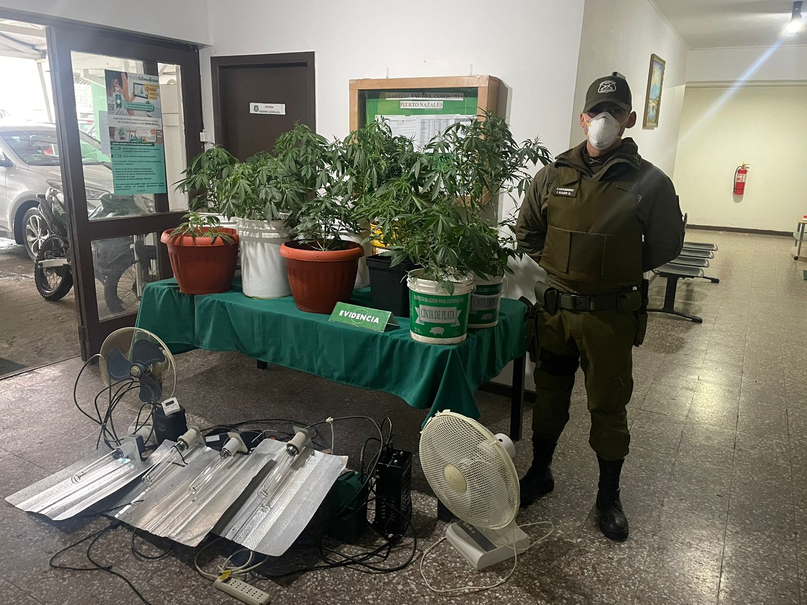 Un detenido por violencia intrafamiliar poseía un cultivo de marihuana en su domicilio en Puerto Natales