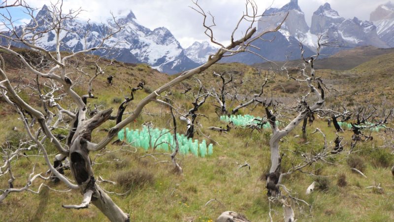 Profesional de CONAF participó en congreso internacional sobre restauración ecológica