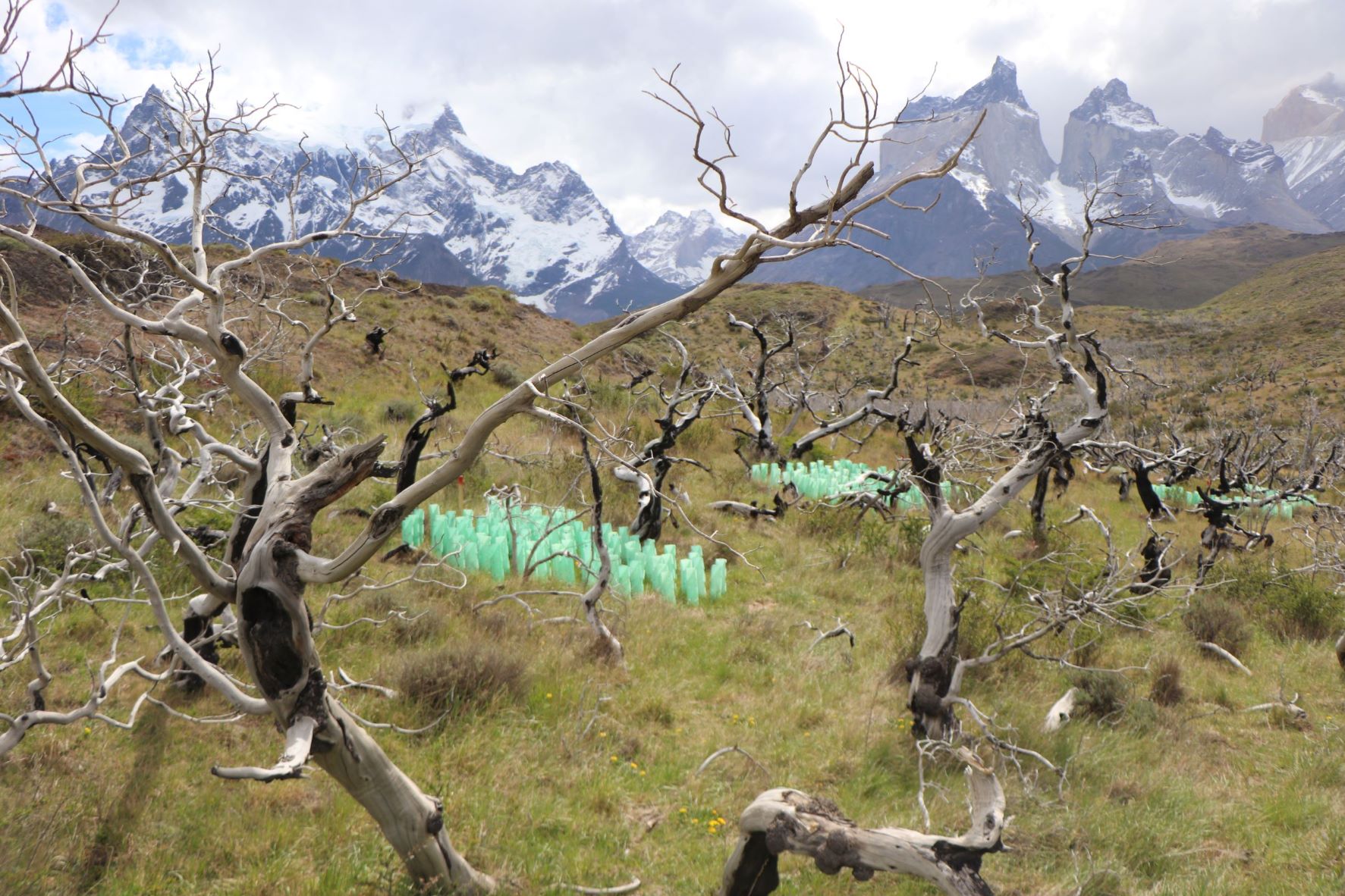 Profesional de CONAF participó en congreso internacional sobre restauración ecológica