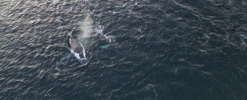 Avistan grupo de ballenas jorobadas en el canal Beagle, al sur de la región de Magallanes