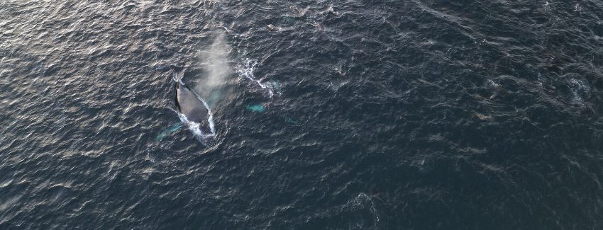 Avistan grupo de ballenas jorobadas en el canal Beagle, al sur de la región de Magallanes