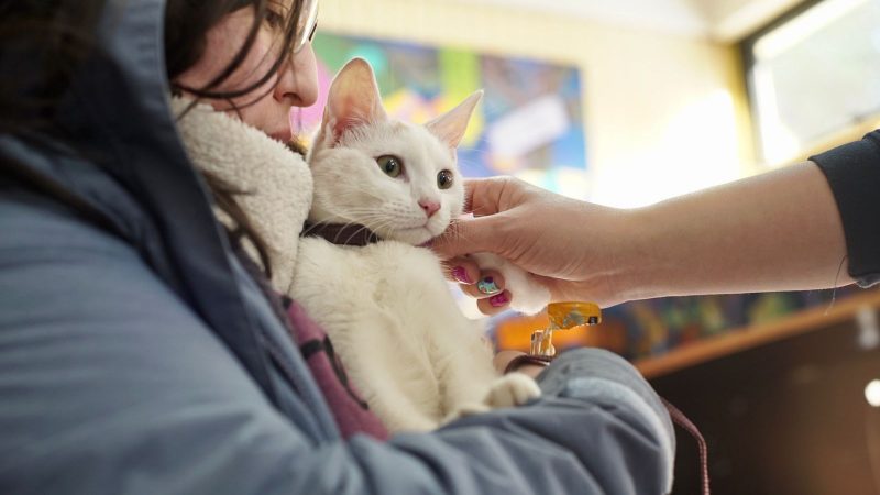 Un total de 90 mascotas recibieron atención veterinaria en operativo felino en Punta Arenas
