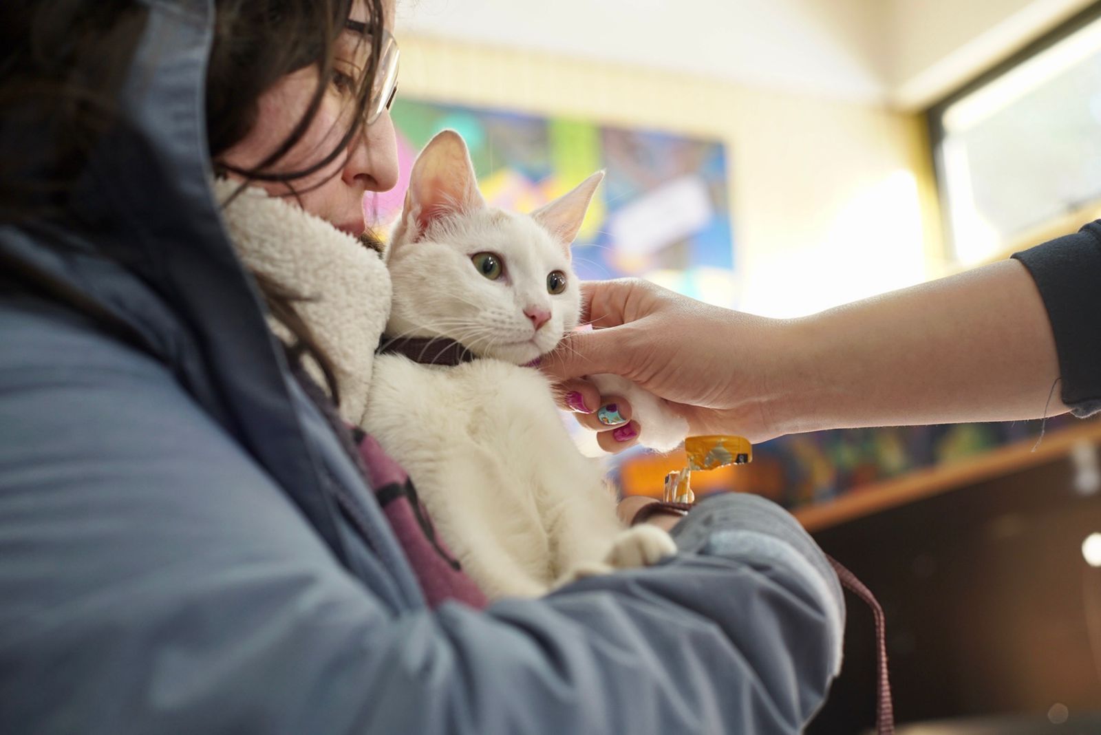 Un total de 90 mascotas recibieron atención veterinaria en operativo felino en Punta Arenas