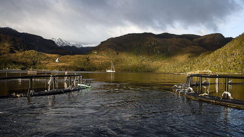ONG Greenpeace denuncia vertedero salmonero ilegal en parques nacionales Kawesqar y De Agostini de la región de Magallanes
