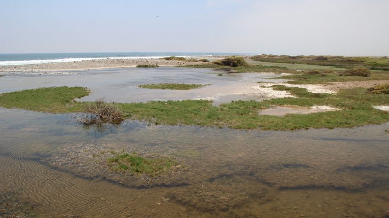 UST dictará curso sobre “Biodiversidad y Conservación de Humedales”