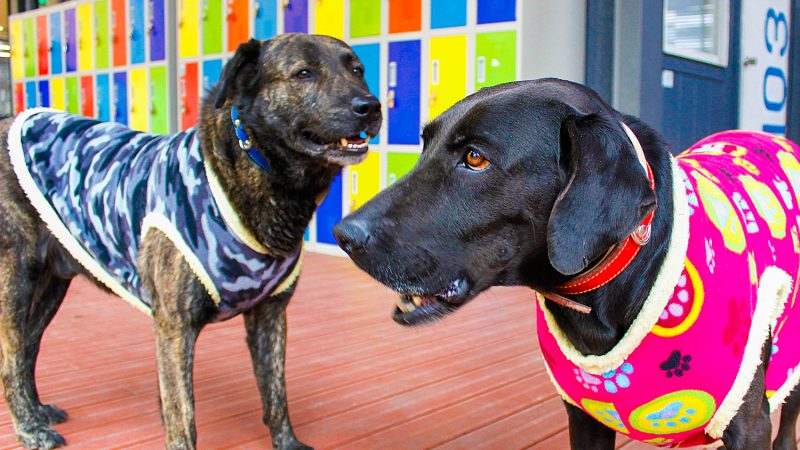 21 de Julio es el Día Internacional del Perro: en Chile existen 8.306.650 perros con tutores y 3.461.104 que no cuentan con tutor conocido