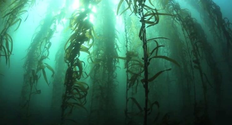 Tierra del Fuego en la Patagonia Austral: una gran reserva de bosques marinos de huiro