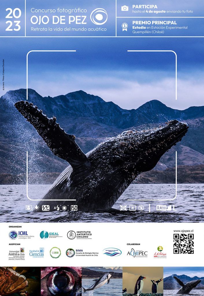 Concurso fotográfico “Ojo de Pez” presenta nueva convocatoria e invita a retratar la vida del mundo acuático