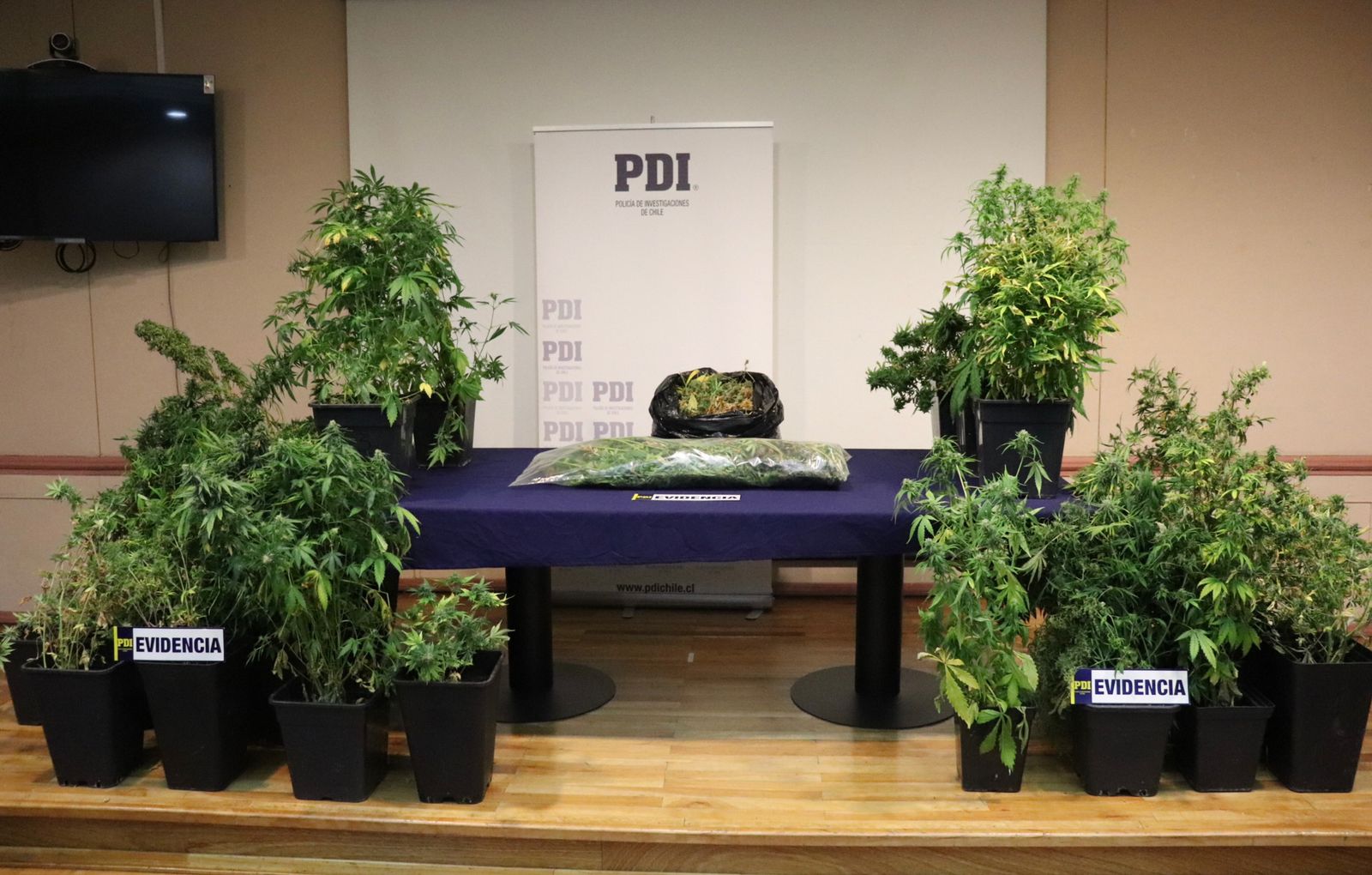 PDI Punta Arenas incauta 32 plantas de Cannabis y detiene a un sujeto por infracción a la Ley 20.000