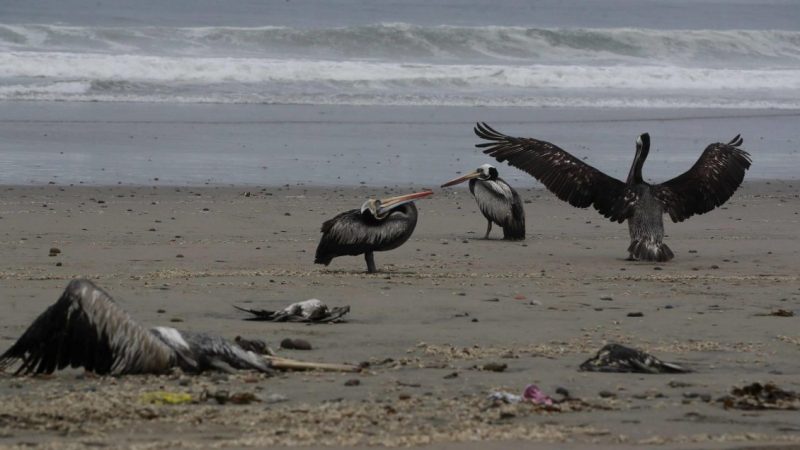 Influenza aviar en Chile: primer semestre cierra con más de 15 mil animales marinos muertos