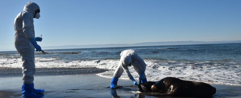 Detectan caso de influenza aviar en lobo marino en Puerto Williams | Primer hallazgo en la región de Magallanes