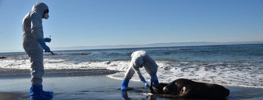 Detectan caso de influenza aviar en lobo marino en Puerto Williams | Primer hallazgo en la región de Magallanes