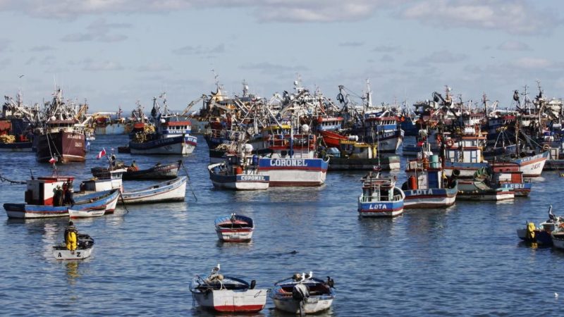 Organizaciones de pescadores artesanales buscan apurar presentación de proyecto de nueva Ley de Pesca