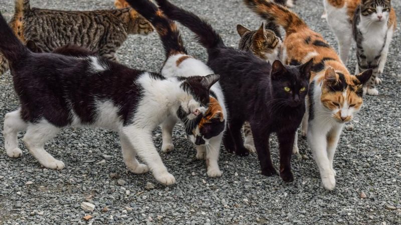 Coronavirus (FCoV) felino no se transmite al ser humano