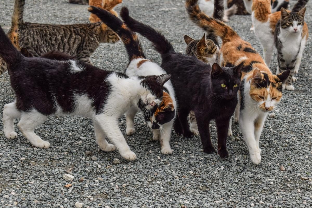 Coronavirus (FCoV) felino no se transmite al ser humano