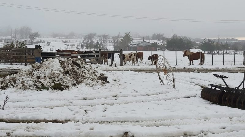 Autoridades del Agro entregan recomendaciones a sector productivo ante bajas temperaturas