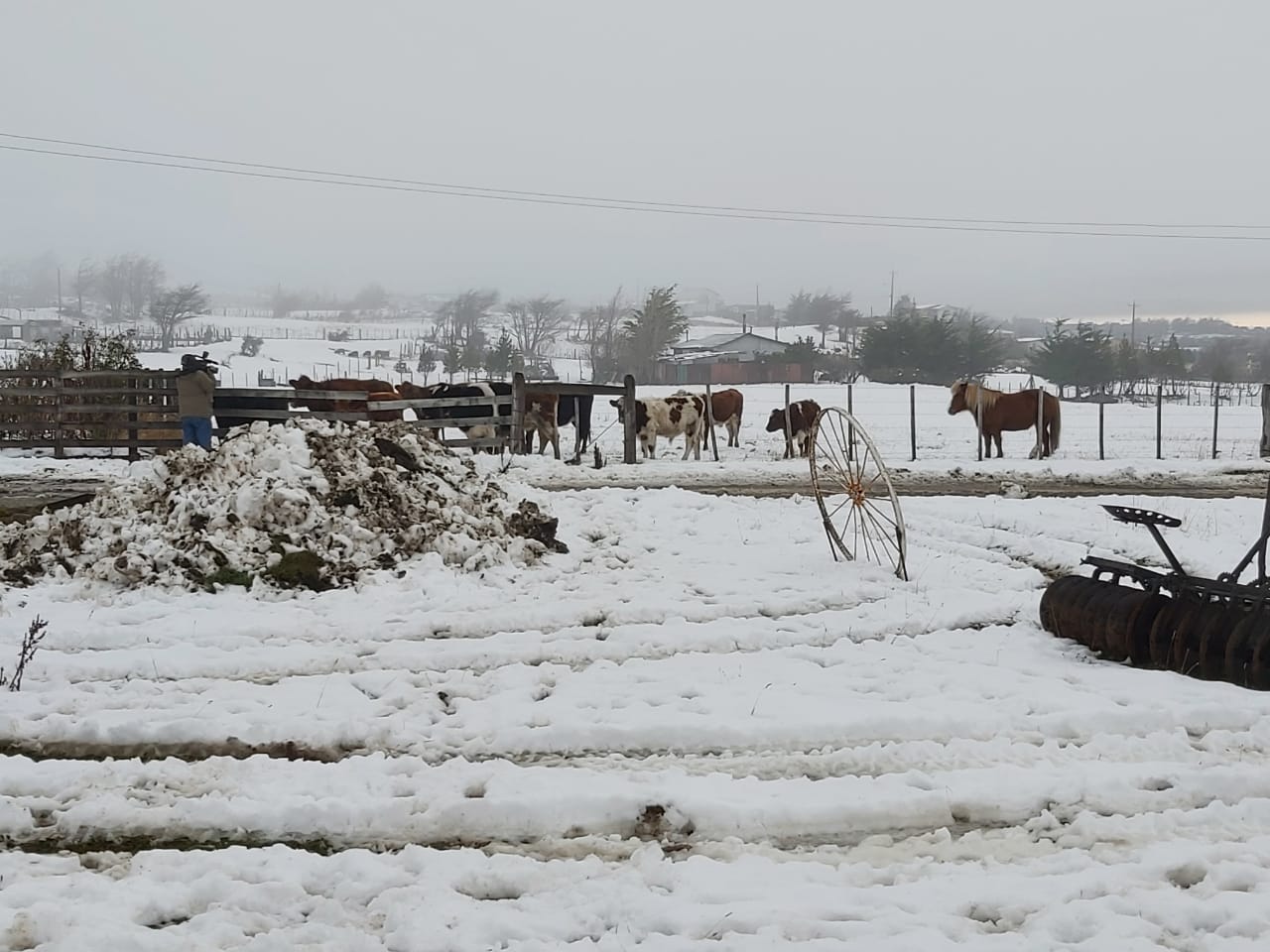 Autoridades del Agro entregan recomendaciones a sector productivo ante bajas temperaturas