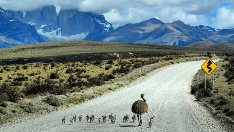 Lanzan aplicación del Centro ICEA y ENAP para registrar fauna atropellada en los caminos de la región de Magallanes