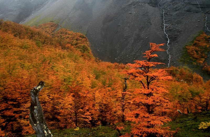 Destino Magallanes | Turismo en la región chilena más austral del mundo