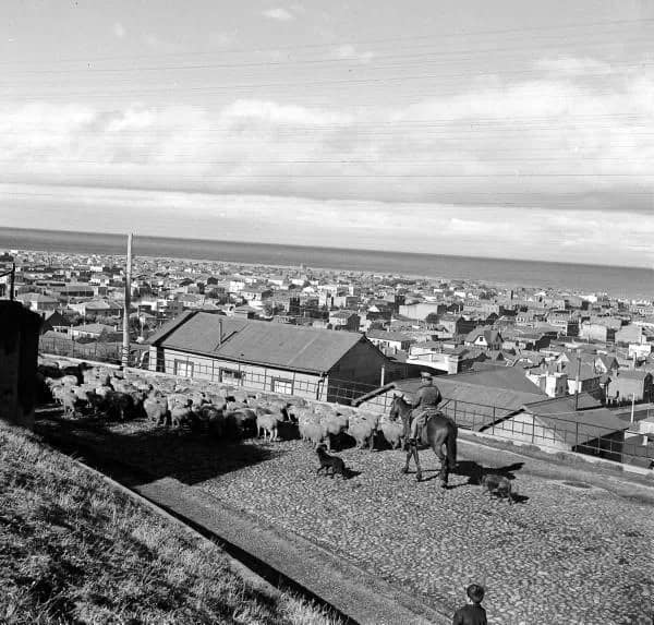 Hoy son caballos, ayer eran ovejas | Punta Arenas en los años 50 | Historia y Memoria