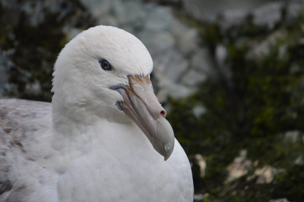 Estudio del INACH: el plástico que ingieren los petreles antárticos y el peligro de su extinción
