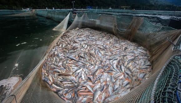 Desde el parlamento exigen a Subsecretaría de Fuerzas Armadas el pronunciamiento por 400 concesiones salmoneras en condición de ilegalidad