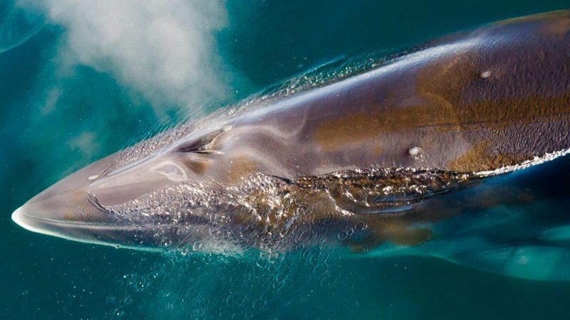 Ballena minke antártica: la última melodía en ser descifrada
