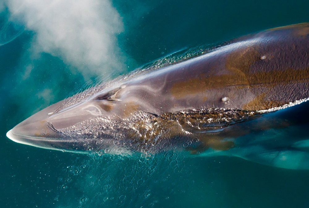 Ballena minke antártica: la última melodía en ser descifrada