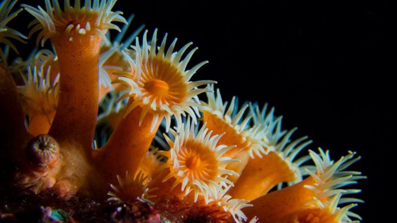 El concurso fotográfico Ojo de Pez se extiende hasta el 11 de agosto