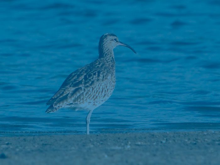 Esas aves migratorias de la Antártica que viajan cada año a Magallanes para reproducirse