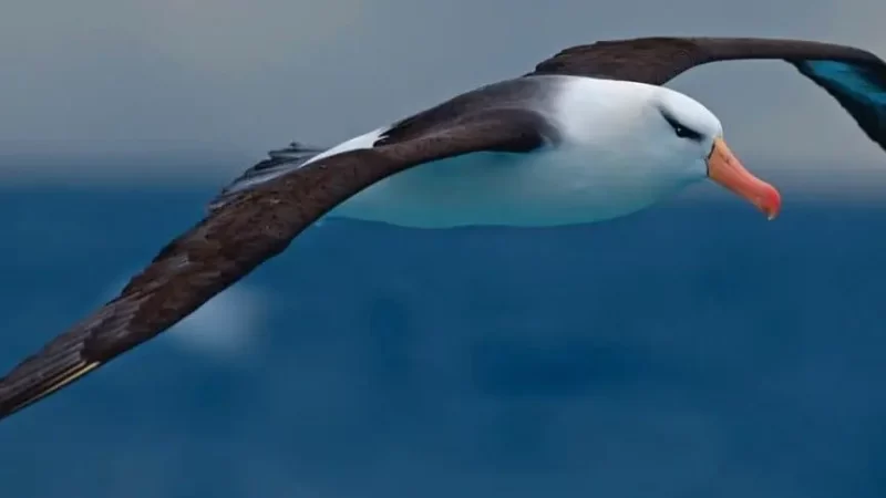 Investigador de INACH participó de estudio internacional | La desconocida “dieta” de los petreles que los tiene en riesgo a nivel global 