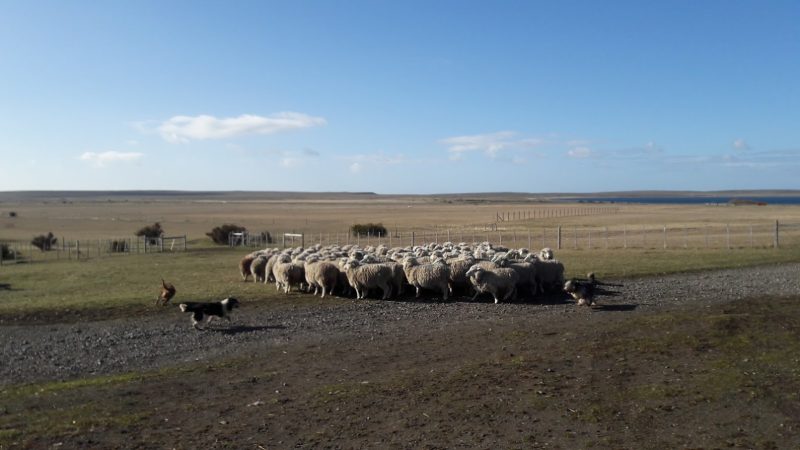 El cordero orgánico es una oportunidad comercial para la ganadería de Magallanes
