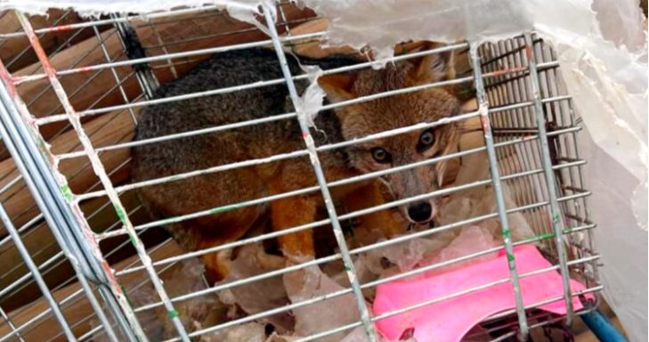 Colegio de Médicos Veterinarios llama a proteger y denunciar hechos que afecten la fauna silvestre