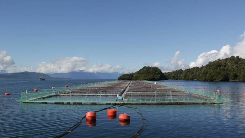 Ministerio de Medio Ambiente desmiente declaraciones de gremios empresariales de la salmonicultura