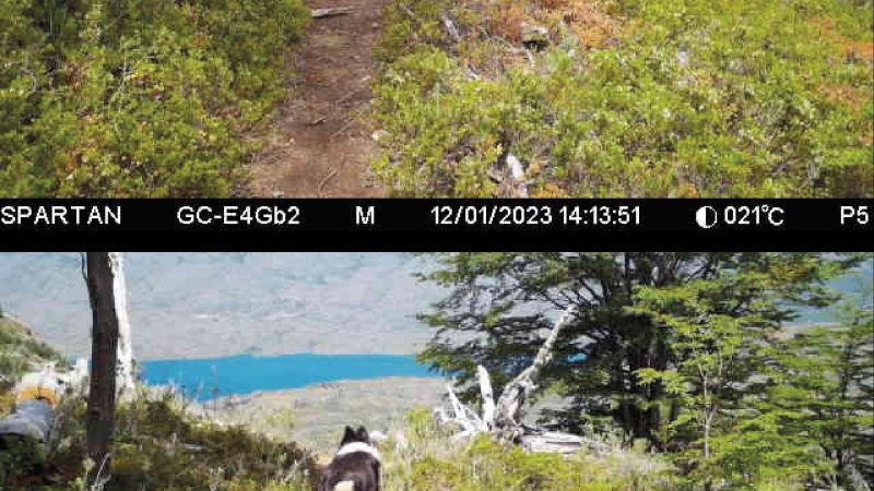 Tecnología de vanguardia en el Parque Nacional Patagonia en Magallanes: monitoreo en tiempo real con cámaras trampas dotadas de inteligencia artificial