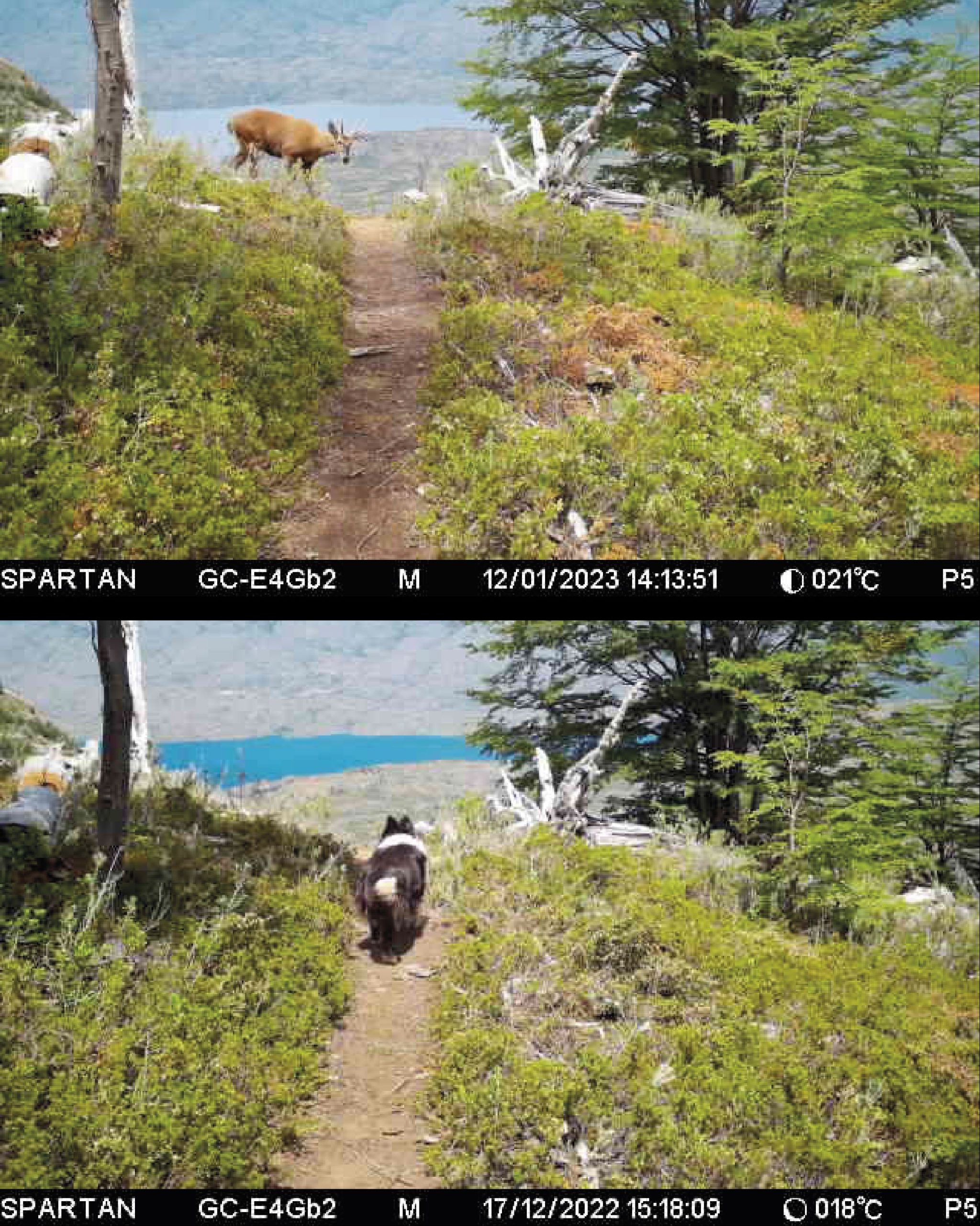 Tecnología de vanguardia en el Parque Nacional Patagonia en Magallanes: monitoreo en tiempo real con cámaras trampas dotadas de inteligencia artificial